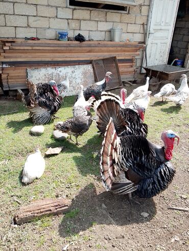 Hinduşka: Erkək, Kanada, Amerika, Yumurtalıq, Ünvandan götürmə, Ödənişli çatdırılma — 9