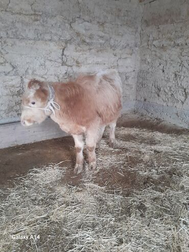 Коровы, быки: Продаю | Бык (самец) | На откорм | Привязанные — 16