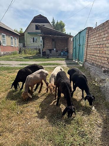 Баран, овца: Продаю | Ягненок | На забой at lalafo.kg — 4 Баран, овца: Продаю | Ягненок | На забой — 4