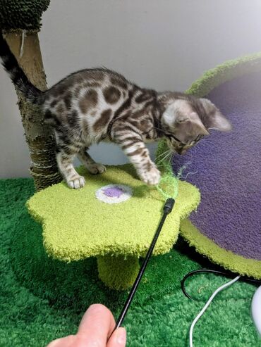 Продажа кошек: Бенгальская, 2 месяца, Мальчик, С документами, Приучена к лотку, Проглистована — 9