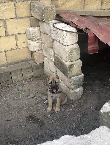 anqora pisik satilir: 2 ay, Erkək — 1