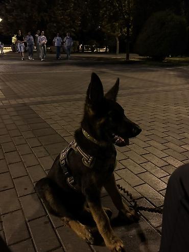 alman afcarkası satışı: Alman çoban iti, 6 ay, Erkək, Sənədli, Pulsuz çatdırılma — 6