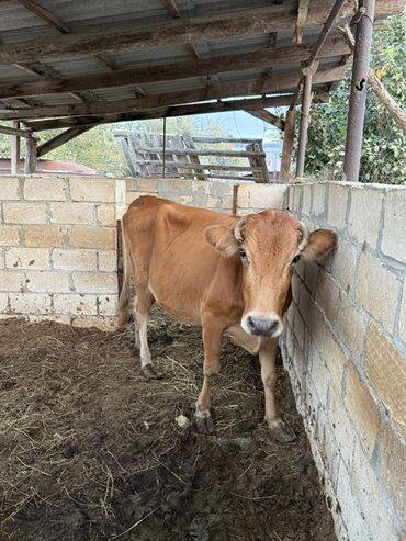 Yemlər: Dişi, il: 6, 150 kq, Südlük, Ünvandan götürmə