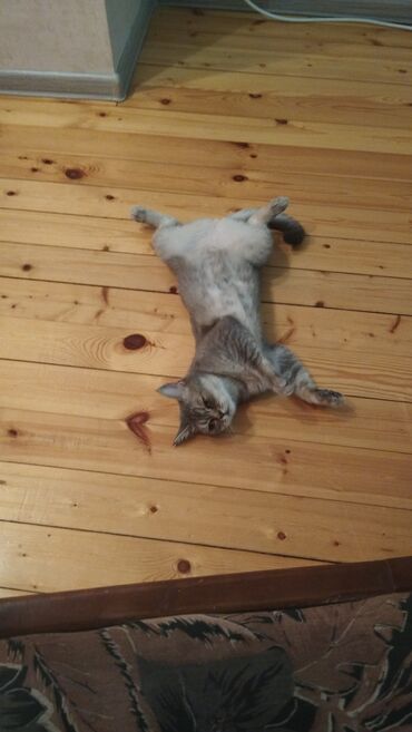 Pledlər: Rəng - Bənövşəyi Mikrofiber Pled -da lalafo.az — 10 Pledlər: Rəng - Bənövşəyi Mikrofiber Pled — 10