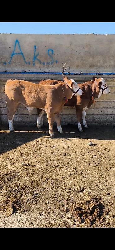 kənd təsərrufatı heyvanları: Simmental tipli dana/buzaqlar - Rəng: qəhvəyi-bəyaz, alnı və — 1