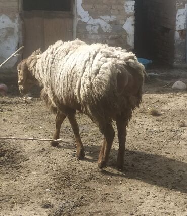 кой овца: Продаю | Баран (самец) | Гиссарская, Арашан | На забой, Для разведения