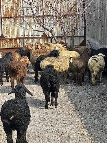 Баран, овца: Продаю | Овца (самка), Ягненок, Баран (самец) | Гиссарская, Полукровка, Меринос | На забой, Для разведения, Для шерсти | Племенные, Кастрированные, Осеменитель — 4