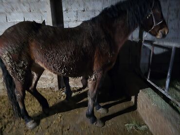 Лошади, кони: Продаю | Кобыла (самка) | Рабочий — 2