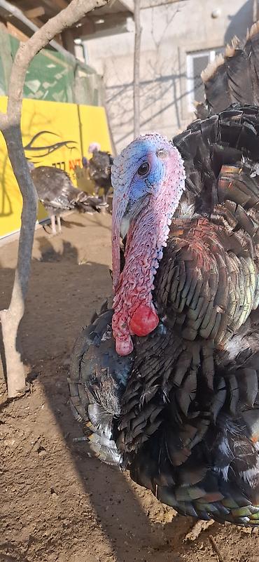 Hinduşka: Erkək, Amerika, Damazlıq, Ünvandan götürmə, Ödənişli çatdırılma — 6