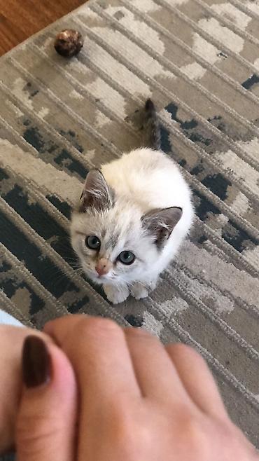кошка британец: Сиамская, 2 месяца, Девочка, Метис, Приучена к лотку — 3