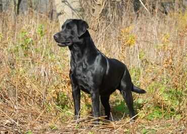 İtlər: Labrador Retriever, 11 months dog, Male dog, With vaccinations