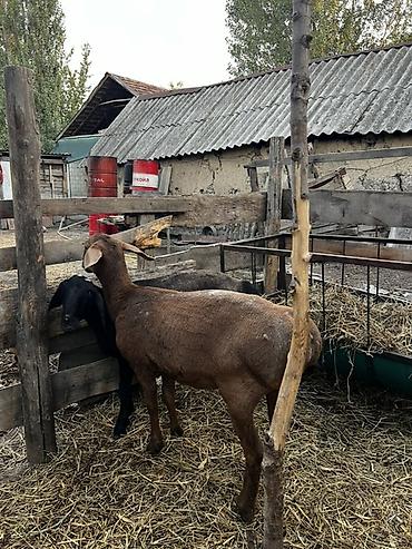 гисар кой: Продаю | Овца (самка) | Гиссарская | Для разведения | Матка — 3