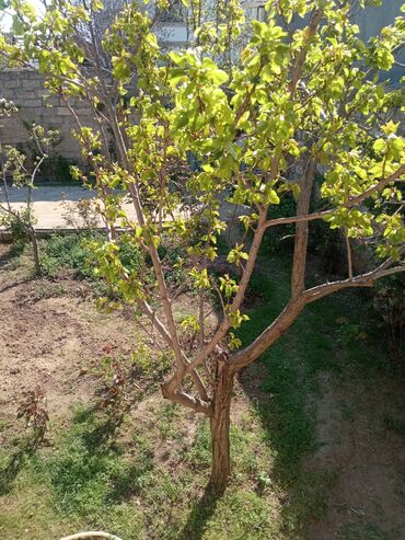 Bağ evlərinin satışı: Digah, 23 kv. m, 3 otaqlı, Qaz, İşıq, Su — 13