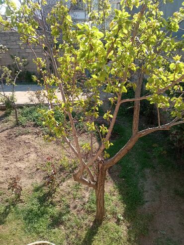 Otaqların uzunmüddətli kirayəsi: Satilir geniş və işıqlı otaq 2 otaq 1 zal metbex hamam ayaq yolu — 23