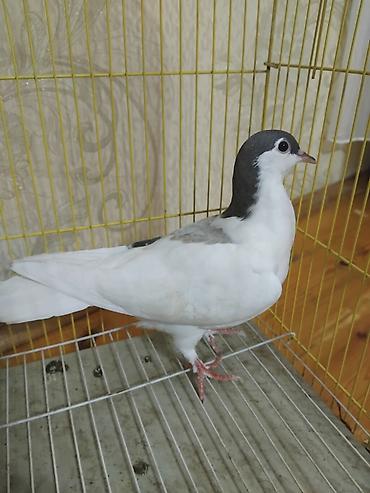 at satisi qiymetleri: 12 eded delfin goyercin 5 eded dekarativ delfinlerin cutu 30 manat — 8