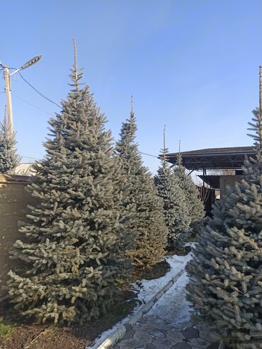 Декоративные деревья: Саженцы деревьев: Ели — 18