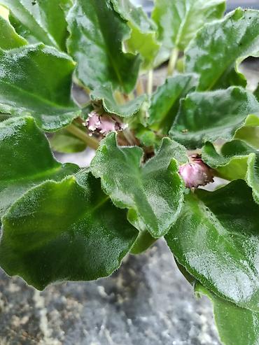 Фиалки и глоксинии: Сортовые фиалки С зелёными цветами по 350 С цветочками по 300с Без — 3