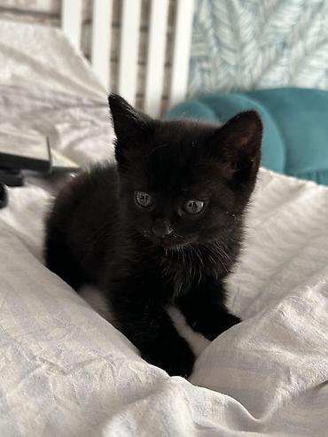 Отдам даром кошку: Отдам в добрые руки котят 🐱 Чудесные мальчики 🖤 Возраст-7 недель 💛 — 2