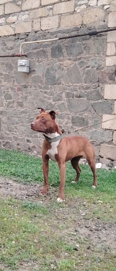 balaca it qiymetleri: Pitbul, 2 il, Dişi