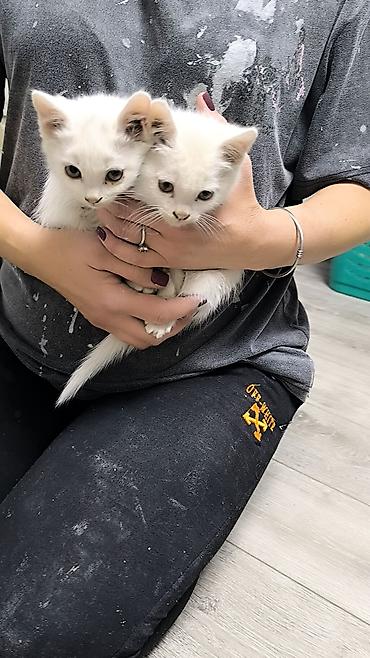 манчкин кот бишкек: Ангорская, 2 месяца, Мальчик — 1