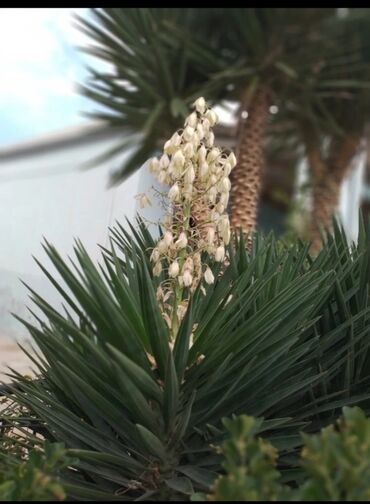 Həyət evləri və villaların satışı: 6 otaqlı, 150 kv. m, Kredit yoxdur, Orta təmir — 19