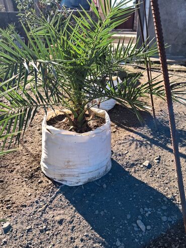 Ağaclar: Xurma (Phoenix dactylifera) fidanları – dekorativ xurma palması — 3
