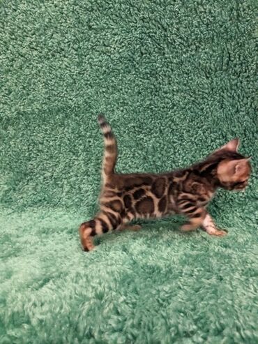 Продажа кошек: Всем Привет .!!!. В питомнике Бен Гла Мур. долгожданные новые детки — 4