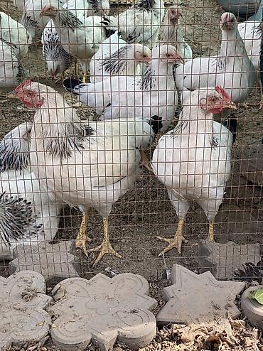 продам друга: Продаю Петушки Адлер серебристый чистокровный — 2