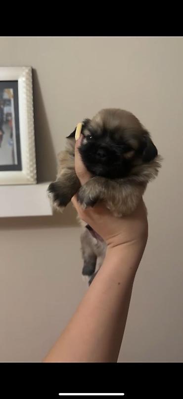 quru it yemi: Pekines, 1 ay, Erkək, Sənədli, Ödənişli çatdırılma — 4