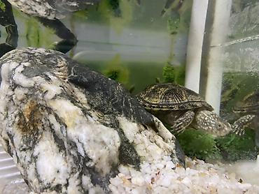 Akvariumlar: Dördbucaq akvarium, Balıqlarla birlikdə, 12 l, Ünvandan götürmə — 7