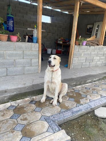 Собаки: Сучка алабай 1,6 года спокойная жоош