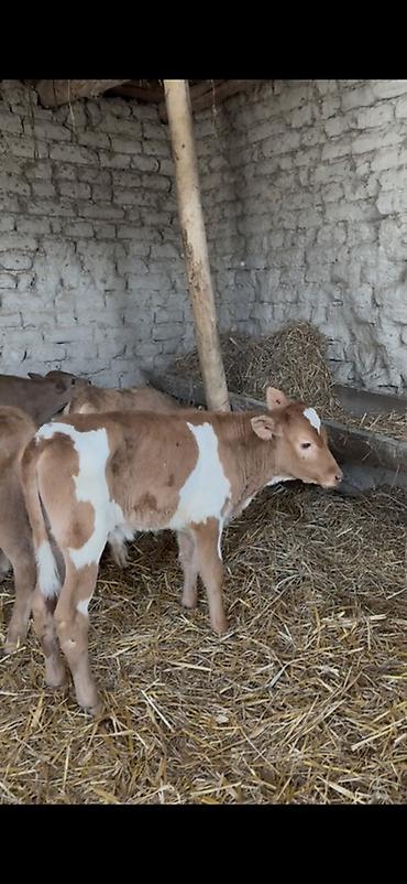 Dana, buzov: Satışda: dana balaları - Növ: yerli cins ətlik/südlük istiqamətə — 37