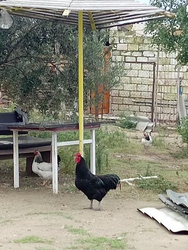 toy pudil: Məhsul: Ev təsərrüfatı üçün xoruzlar Təsvir: - Şəkillərdəki xoruzlar — 2