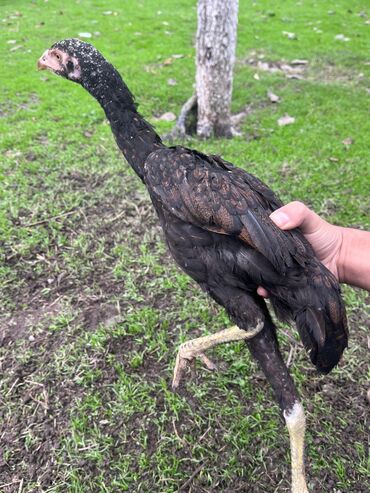 Cücələr: Toyuq cücələri, Damazlıq — 8