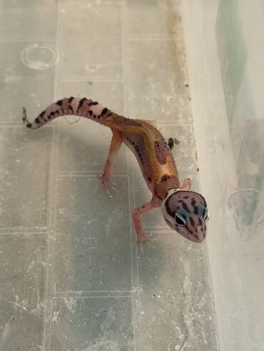 Leopard gecko