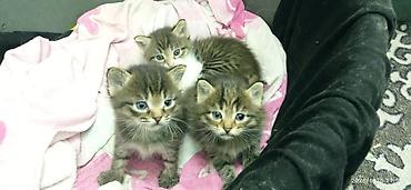 аксолотль цена: БЕСПЛАТНО!!!!Котята тигрового окраса с голубыми глазами. На фото — три — 1