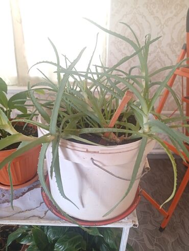 Другие комнатные растения: Представляем коллекцию комнатных растений, включающую несколько видов — 23