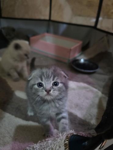 Pişiklər: Britan — 5