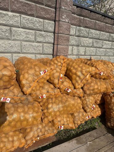 Другие виды семян и саженцев: Продаю картошку срочно! Ат-башинский картофель, сорт Пикассо Доставка