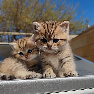 Pişiklər: Britan — 10