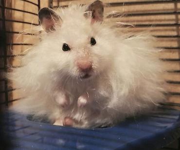 Хомяки: Продаются хомячки джунгарские, сирийские, ангорские пушистые хомячки — 17