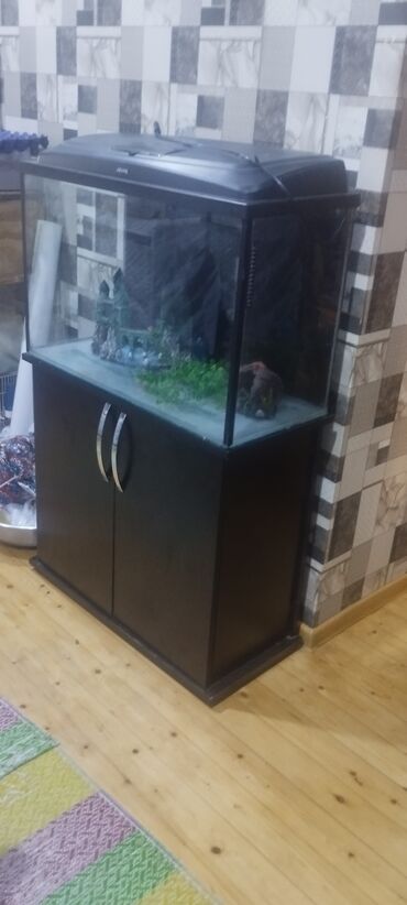 йоркширский терьер цена баку: Akvarium AquaEl 80x35x50 hava filteri işigi qizdiricisi suvenirləri