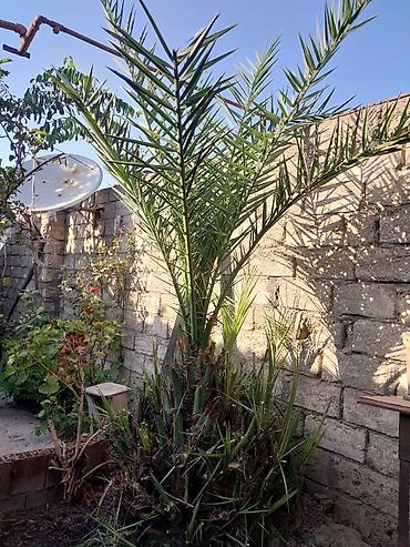 palma agaci satilir: Azı 15 ilin ağacidi Xurma (xurma xurması, Phoenix dactylifera) – həyət — 2