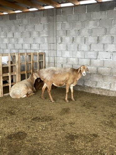 Бараны, овцы: Продаю | Овца (самка) | Арашан | Для разведения | Матка — 6