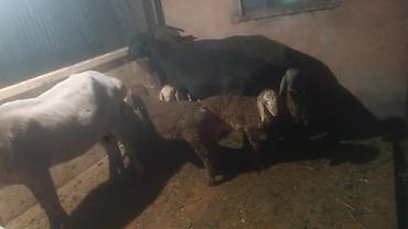 Баран, овца: Продаю | Овца (самка) | Арашан, Гиссарская | Для разведения | Матка, Ягнившаяся — 18