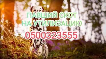 купить лошадь 180 см в холке: Куплю | Коровы, быки, Лошади, кони | Круглосуточно, Любое состояние