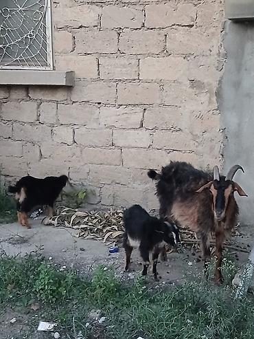 boer keçisi: Məhsul: Keçi ailəsi (dişi ana və 2 bala) Təsvir: - Qəhvəyi-qara — 1