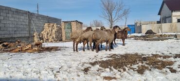 Бараны, овцы: Продаю | Овца (самка), Ягненок, Баран (самец) | Полукровка, Эдильбаевская, Арашан | На забой, Для разведения | Племенные, Ярка