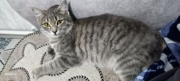 британская лиловая кошка: Британская прямоухая. 200с.в связи с уездом