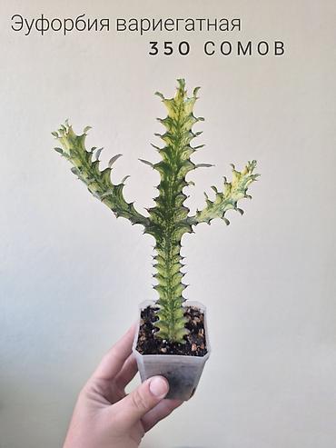 ремонт аквариума: 🌿 Комнатные растения/цветы (детки/молодые растения). 🪴 Названия и цены — 6